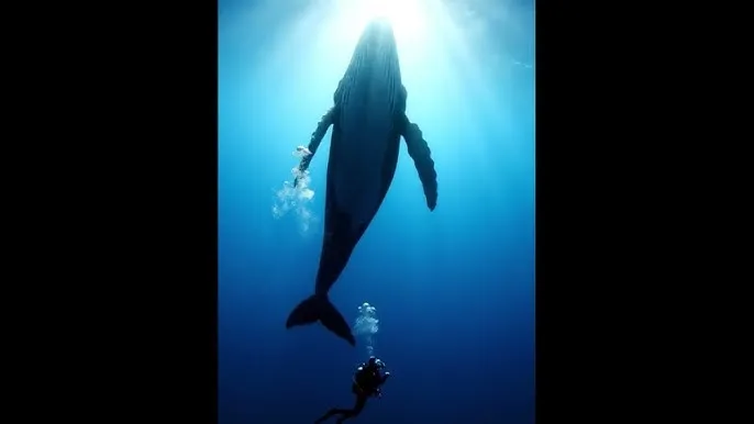 萌翻導航网址 - 深蓝星球：探索海洋深处的未知世界